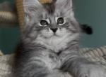 Zorro - Maine Coon Cat For Sale - Brooklyn&comma; NY&comma; US