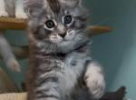 Zorg - Maine Coon Cat For Sale - Brooklyn&comma; NY&comma; US