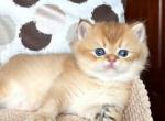 Reeve - British Shorthair Cat For Sale - Brooklyn&comma; NY&comma; US