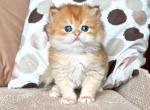 Raily - British Shorthair Cat For Sale - Brooklyn&comma; NY&comma; US