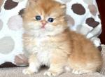 Roan - British Shorthair Cat For Sale - Brooklyn&comma; NY&comma; US
