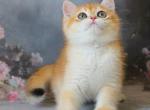Piknik - British Shorthair Cat For Sale - Brooklyn&comma; NY&comma; US