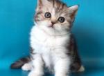 Westa - Scottish Straight Cat For Sale - Brooklyn&comma; NY&comma; US