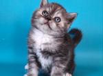 Wealthy - Scottish Straight Cat For Sale - Brooklyn&comma; NY&comma; US