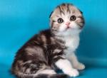 Wonder - Scottish Fold Cat For Sale - Brooklyn&comma; NY&comma; US