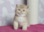 Oskar Bri - British Shorthair Cat For Sale - Brooklyn&comma; NY&comma; US