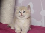Odri - British Shorthair Cat For Sale - Brooklyn&comma; NY&comma; US