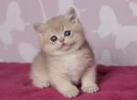 Oliver - British Shorthair Cat For Sale - Brooklyn&comma; NY&comma; US