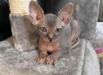 Pinky June Litter - Sphynx Cat For Sale - Ewing&comma; NJ&comma; US