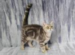 Katti - British Shorthair Cat For Sale - Chicago&comma; IL&comma; US