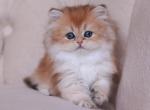 Kiki - British Shorthair Cat For Sale - Brooklyn&comma; NY&comma; US