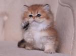 Kolombina - British Shorthair Cat For Sale - Brooklyn&comma; NY&comma; US