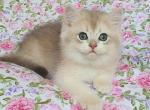 Laki - British Shorthair Cat For Sale - Brooklyn&comma; NY&comma; US