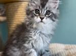 Aloha - British Shorthair Cat For Sale - Brooklyn&comma; NY&comma; US