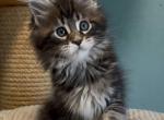 Akisha - Maine Coon Cat For Sale - Brooklyn&comma; NY&comma; US