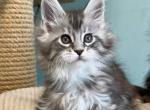 Anais - Maine Coon Cat For Sale - Brooklyn&comma; NY&comma; US