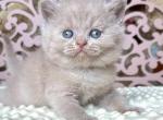 Alan - British Shorthair Cat For Sale - Brooklyn&comma; NY&comma; US