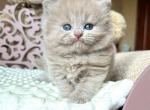Asuman - British Shorthair Cat For Sale - Brooklyn&comma; NY&comma; US