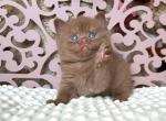 Aslan - British Shorthair Cat For Sale - Brooklyn&comma; NY&comma; US