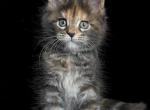 Emma - Maine Coon Cat For Sale - Brooklyn&comma; NY&comma; US