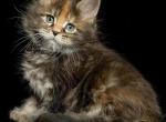 Elmira - Maine Coon Cat For Sale - Brooklyn&comma; NY&comma; US