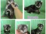 hybrid - Maine Coon Kitten For Sale - Frenchtown&comma; MI&comma; US