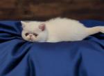 SOLD CFA REG ODD EYED WHITE EXOTIC BOY - Exotic Kitten For Sale - Tarentum&comma; PA&comma; US
