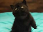 CFA REG BLACK EXOTIC SHORTHAIR BOY - Exotic Kitten For Sale - Tarentum&comma; PA&comma; US