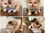 Yoyos babies - Persian Kitten For Sale/Service - Clewiston&comma; FL&comma; US