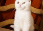 Boris - Scottish Fold Cat For Sale - North Richland Hills&comma; TX&comma; US