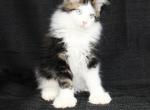 PJ Polydactyl Blue eyes - Maine Coon Cat For Sale - Waterloo&comma; IN&comma; US