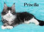 Priscilla blue eyes - Maine Coon Cat For Sale - Waterloo&comma; IN&comma; US