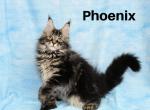 Phoenix polydactyl - Maine Coon Cat For Sale - Waterloo&comma; IN&comma; US