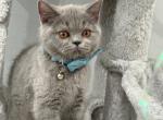Ashton - Scottish Straight Cat For Sale - Los Angeles&comma; CA&comma; US