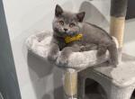 Alex - Scottish Straight Cat For Sale - Los Angeles&comma; CA&comma; US