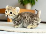 Harissa - Munchkin Kitten For Sale - Neosho&comma; MO&comma; US