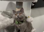 Andrew - Scottish Straight Cat For Sale - Los Angeles&comma; CA&comma; US