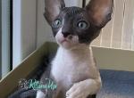 Ulita - Cornish Rex Cat For Sale - Miami&comma; FL&comma; US