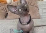 Gaspar - Bambino Cat For Sale - Norwalk&comma; CT&comma; US