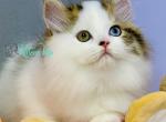 Hardi - Scottish Straight Cat For Sale - Hollywood&comma; FL&comma; US