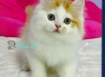 Henry - Scottish Straight Cat For Sale - Hollywood&comma; FL&comma; US