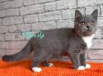 Colette - Scottish Straight Cat For Sale - Hollywood&comma; FL&comma; US