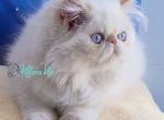 Neo - Persian Cat For Sale - Pembroke Pines&comma; FL&comma; US