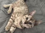 Chance - Bengal Cat For Sale - Carrollton&comma; TX&comma; US
