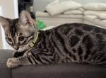 Valen - Bengal Kitten For Sale - Carrollton&comma; TX&comma; US