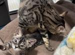 Chippy - Bengal Kitten For Sale - Carrollton&comma; TX&comma; US