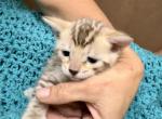 Snow male - Bengal Kitten For Sale - CO&comma; US