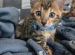 Rocky - Bengal Cat For Sale - Hollywood&comma; FL&comma; US