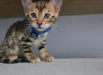 Gunther - Bengal Cat For Sale - Hollywood&comma; FL&comma; US