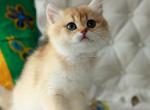 Varya golden shaded ny 11 british shorthair girl - British Shorthair Kitten For Sale - Houston&comma; TX&comma; US